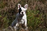 BOULEDOGUE FRANCAIS 820